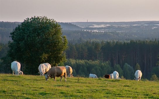 Køer, Græsgange, Letland, Vidzeme