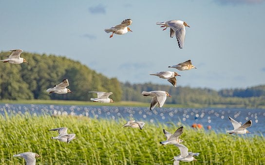 Måger, Letland, Sø, Siv, Fugle, Flyve