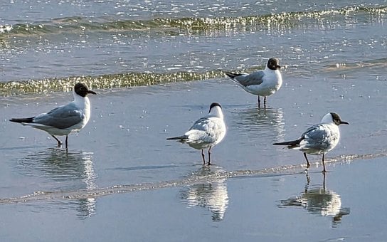 Måger, Letland, Hav, Strand, Afspejling