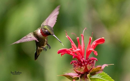 Kolibri, Blomst, Dyr, Makro, Natur