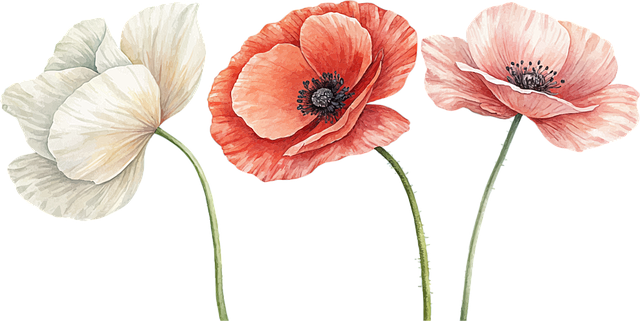 Aquarell, Mohnblumen, Blumen