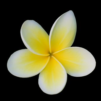 Plumeria, Natur, Frangipani, Flora