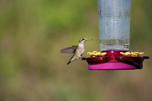 Kolibri, Sommer, Vogel