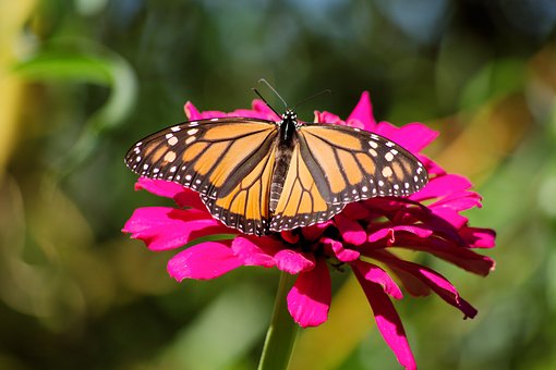 Sommer, Schmetterling, Natur