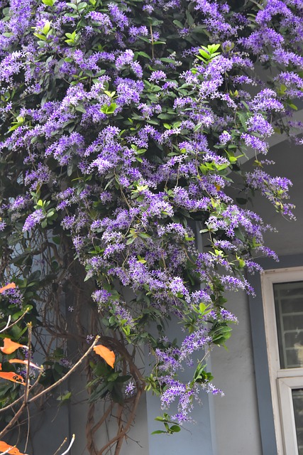 Árbol, Florecer, Flores Moradas