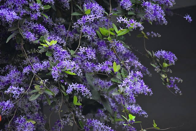 Violeta, Florecer, Racimo, Algodón