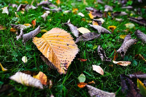 Free Autumn Blade photo and picture