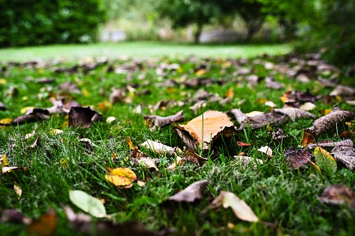 Free Autumn Autumn Leaves photo and picture