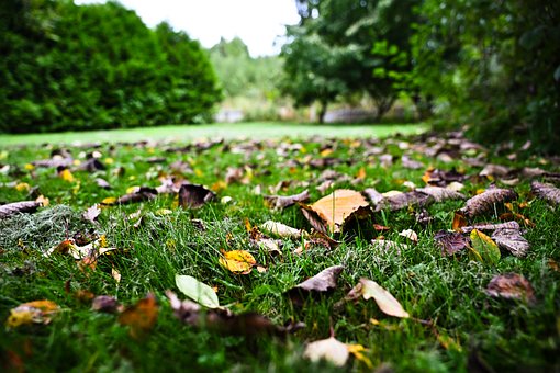 Free Autumn Autumn Leaf photo and picture