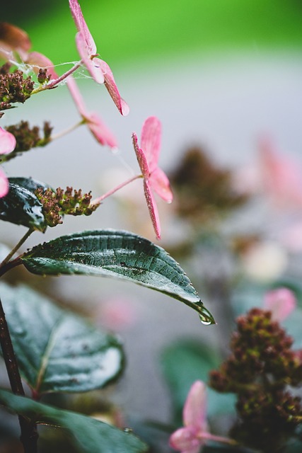 Free Flower Ornamental Flower photo and picture