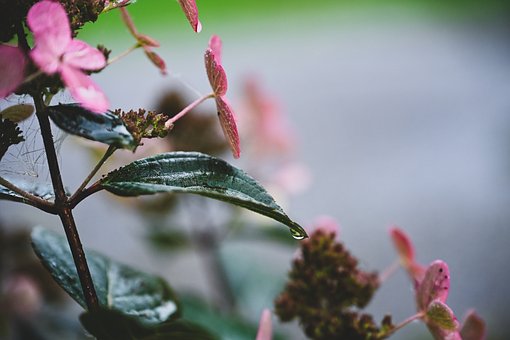 Free Flower Flowers photo and picture