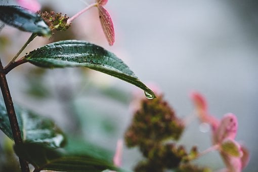 Free Flower Blade photo and picture