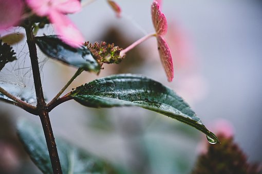 Free Water Water Drop photo and picture