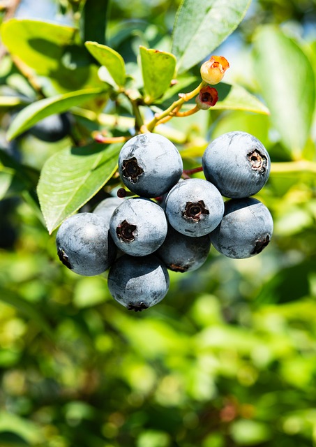Heidelbeere, Früchte, Beere, Obst
