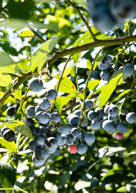 Heidelbeere, Früchte, Gesundheit, Obst