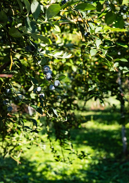 Früchte, Heidelbeere, Gesundheit, Beere