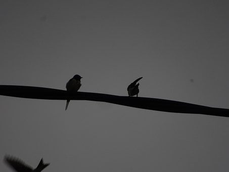 Free Tension Cables Birds photo and picture