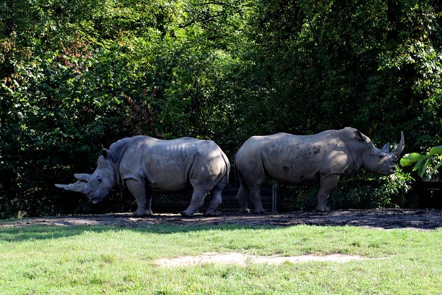 Free Rhinoceros Animal photo and picture