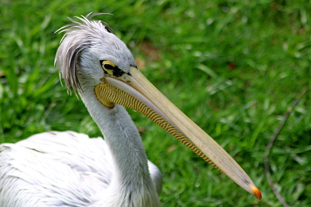 Free Pelikan Bird photo and picture