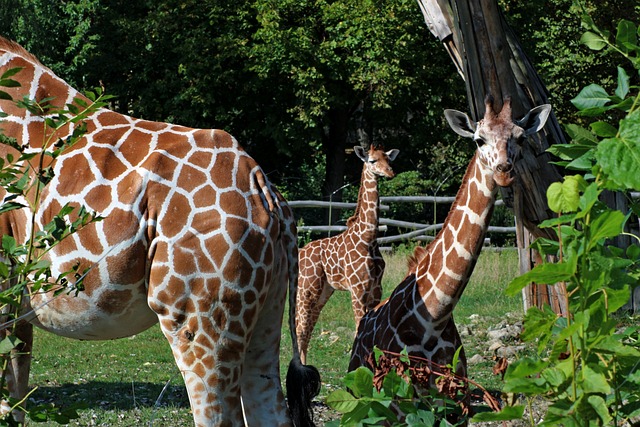 Free Giraffes Nature photo and picture