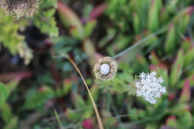 Free Snail Shell photo and picture