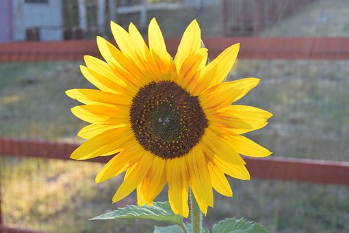 Free Sunflower Nature photo and picture