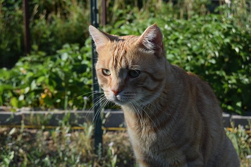 Free Cat Animal photo and picture