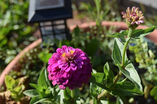 Free Flower Nature photo and picture