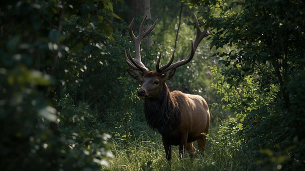Free Hart Nature illustration and picture
