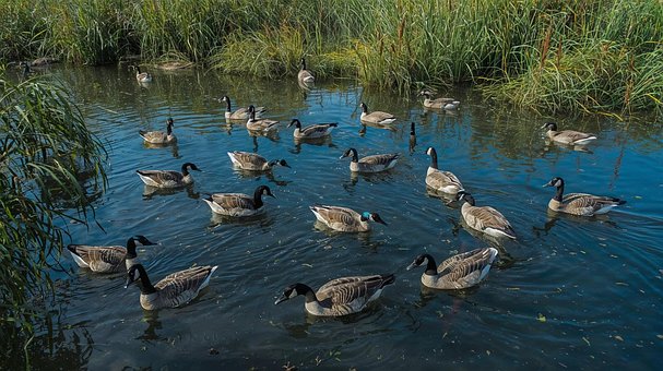 Free Lake Wild Geese photo and picture