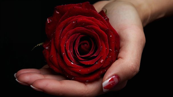 Free Red Rose Flower photo and picture