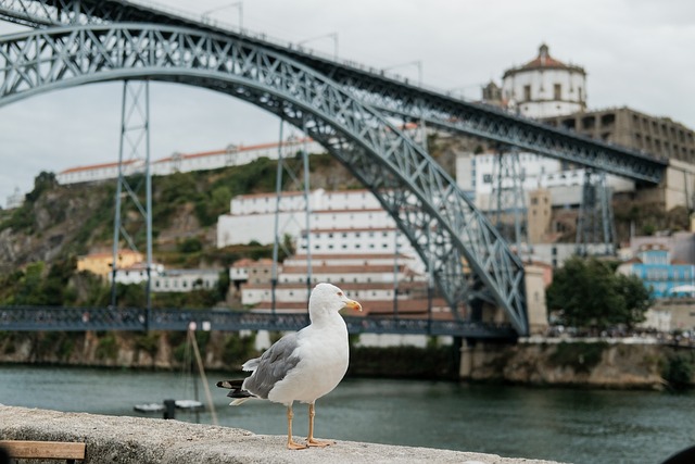 Porto, Brücke, St Louis-Brücke, Möwe
