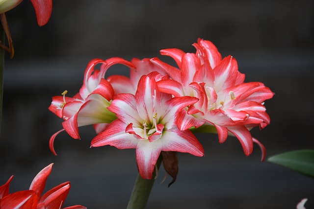 Flor, Florecer, Primavera, Bonita, Color