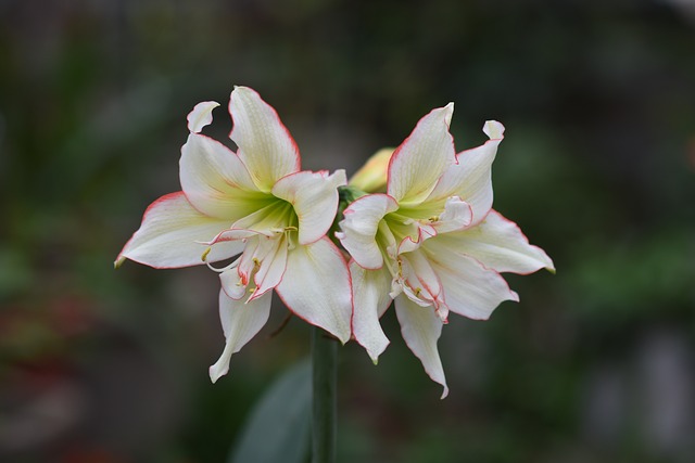Flor, Florecer, Primavera, Bonita, Color