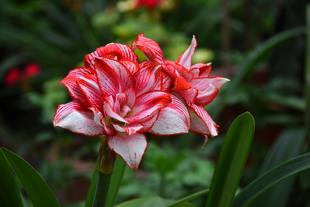 Flor, Florecer, Primavera, Bonita, Color