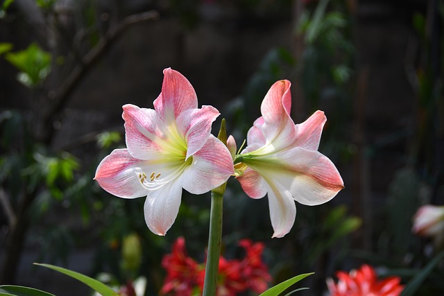 Flor, Florecer, Primavera, Bonita, Color