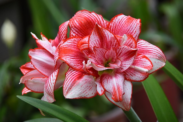 Flor, Florecer, Primavera, Bonita, Color