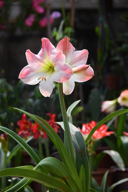 Flor, Florecer, Primavera, Bonita, Color