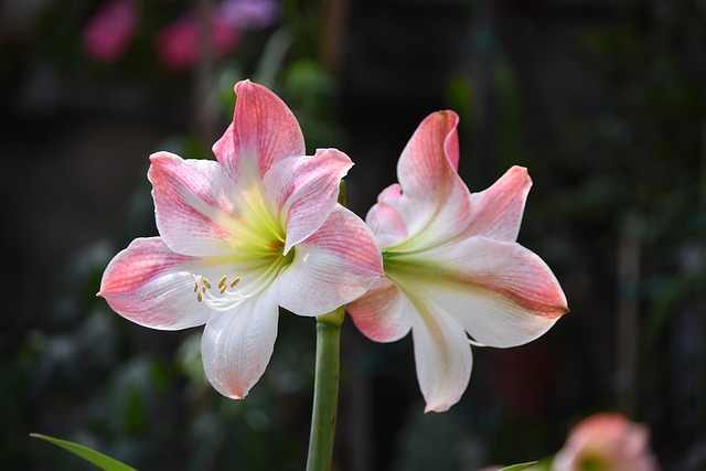 Flor, Florecer, Primavera, Bonita, Color