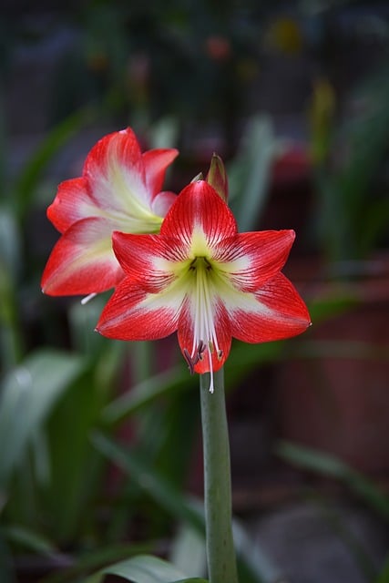 Flor, Florecer, Primavera, Bonita, Color