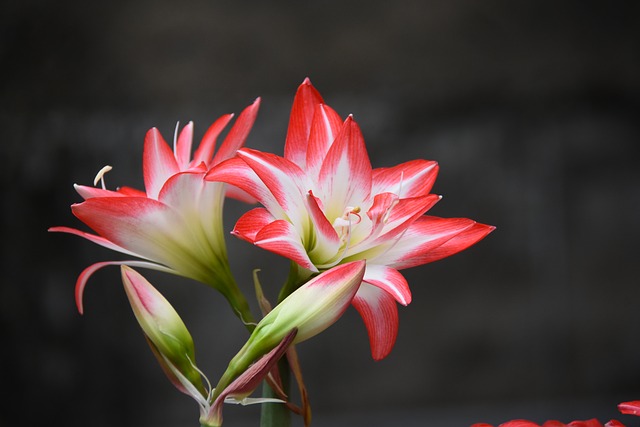 Flor, Florecer, Primavera, Bonita, Color