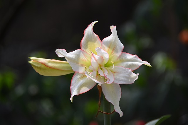 Flor, Florecer, Primavera, Bonita, Color