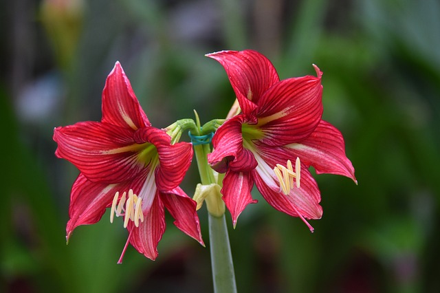 Flor, Florecer, Primavera, Bonita