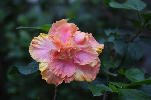 Flor, Florecer, Primavera, Bonita
