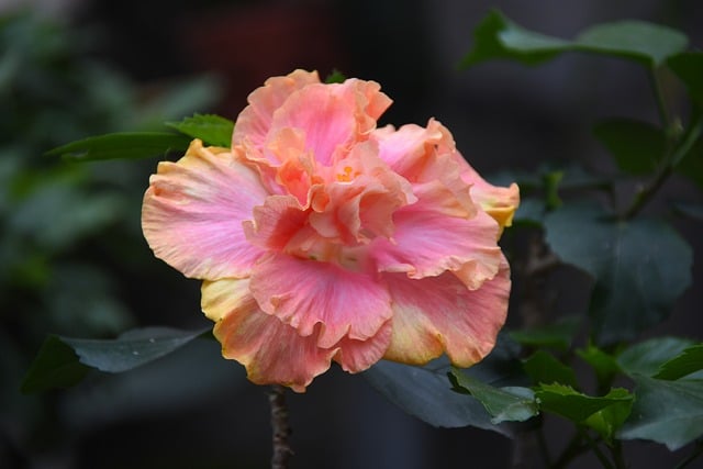Flor, Florecer, Primavera, Bonita