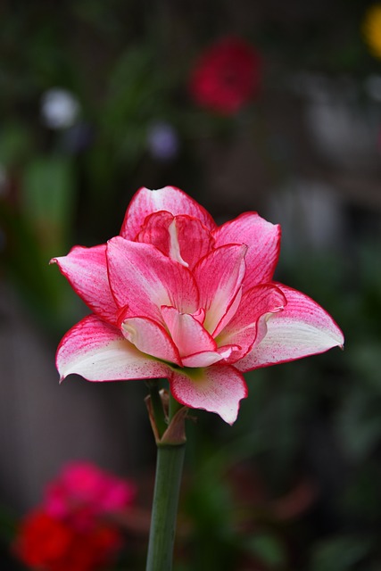 Flor, Florecer, Primavera, Bonita