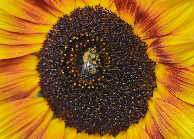 Sunflower Bee Macro - Free photo on Pixabay