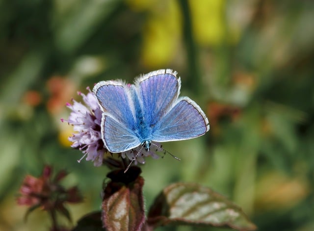 Common Blue Butterfly Insect - Free photo on Pixabay