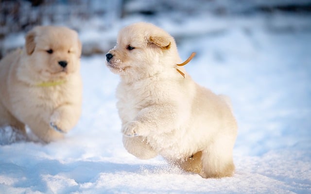 Hond, Dier, Sneeuw, Puppy, Schattig