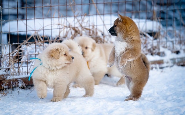 Hond, Dier, Sneeuw, Puppy, Schattig